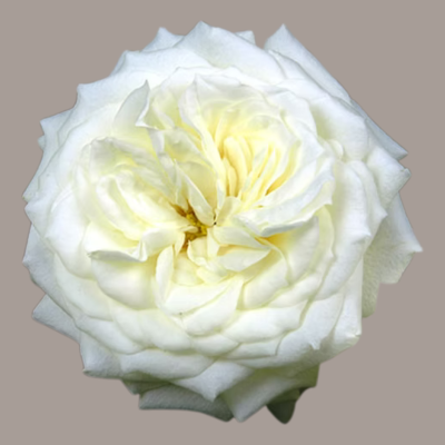 Alabaster Deluxe Garden Rose