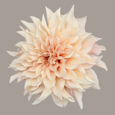 Café Au Lait Dahlia