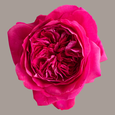 Capability David Austin Garden Rose