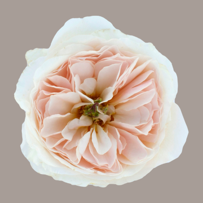 Charity David Austin Garden Rose