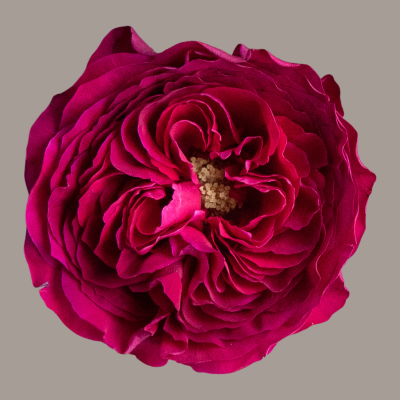 Darcey David Austin Garden Rose