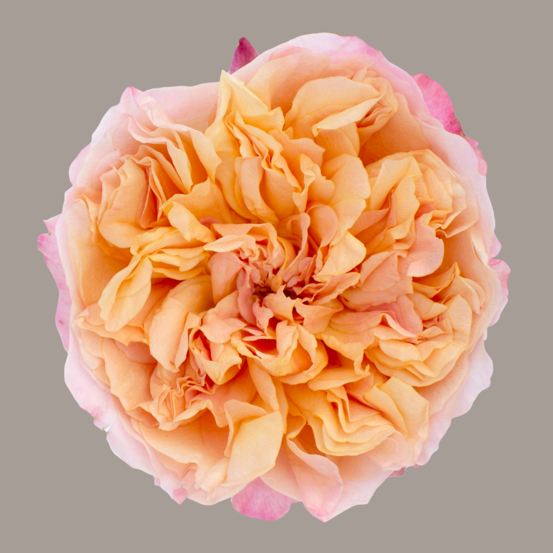 Edith David Austin Garden Rose