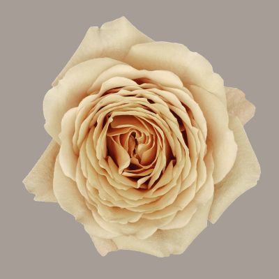 Golden Mustard Deluxe Garden Rose