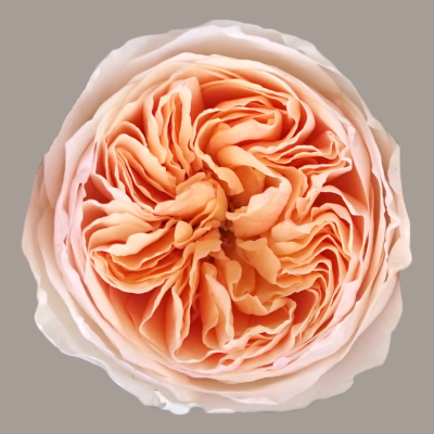 Juliet David Austin Garden Rose