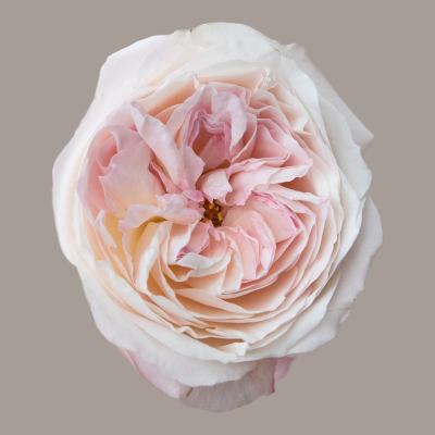 Keira David Austin Garden Rose