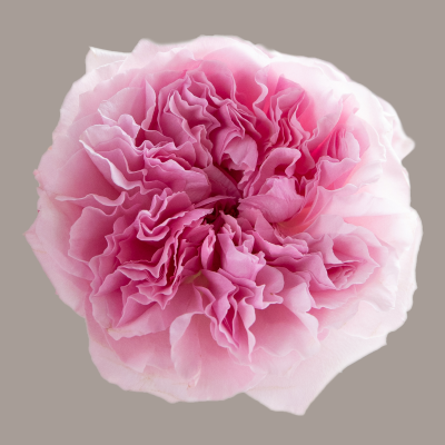 Miranda David Austin Garden Rose