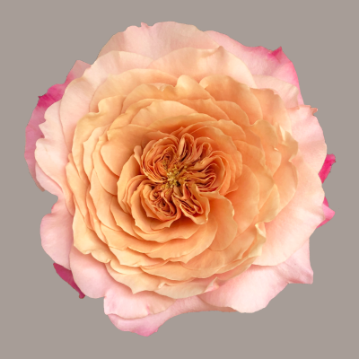Wabara Miyabi Garden Rose