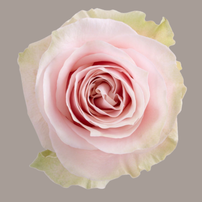 Pink Mondial