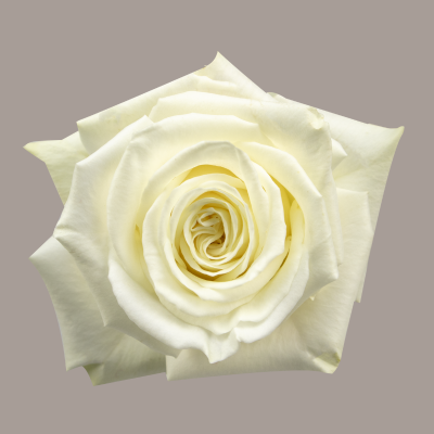 Playa Blanca Rose