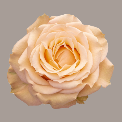 Sahara Sensation Deluxe Garden Rose