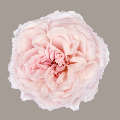 Wabara Tsumugi Garden Rose