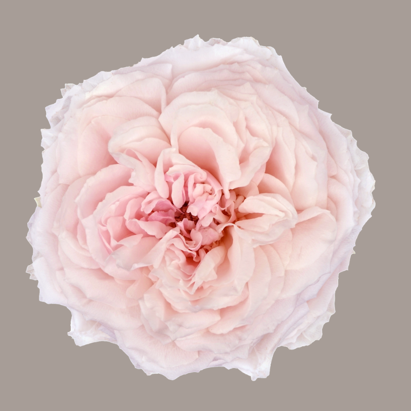 Wabara Tsumugi Garden Rose