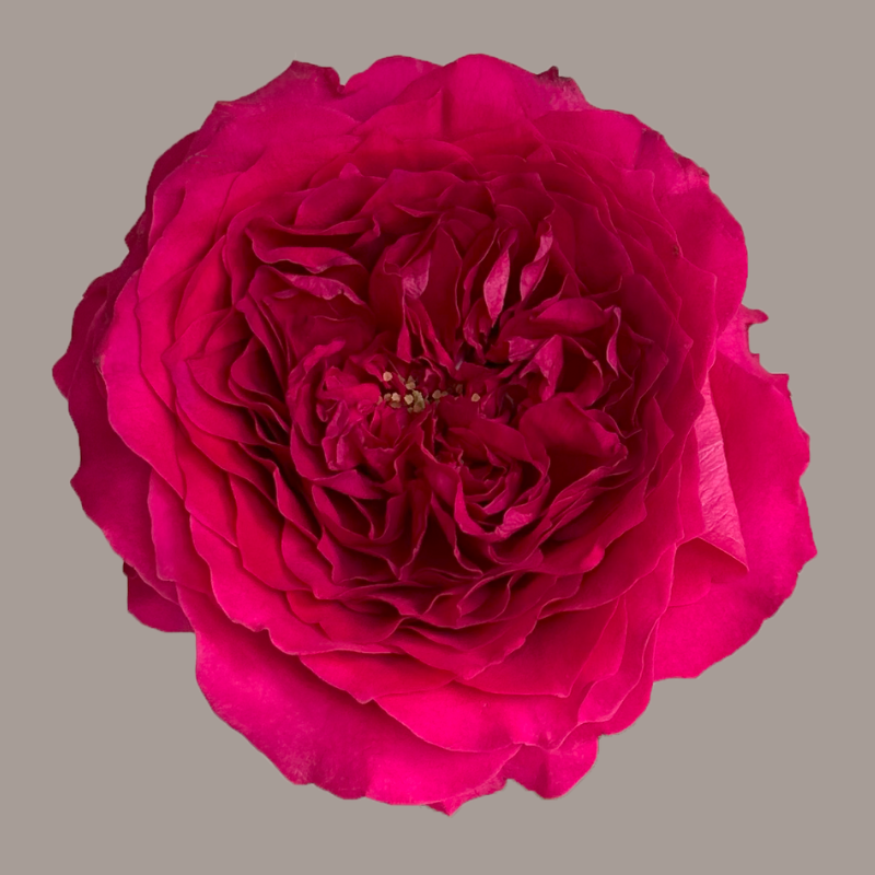 Hettie David Austin Garden Rose