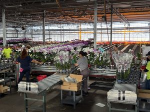 Green Circle orchid operations 