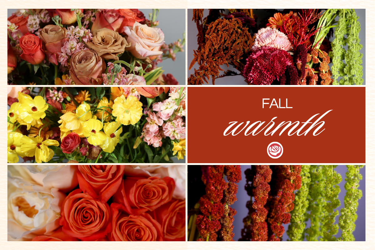 Collage of Fall Warmth flowers from Choice Farms at close up angles.