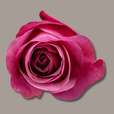 All For Love Hybrid Tea Rose
