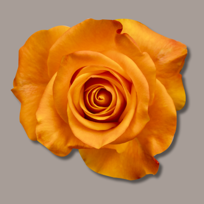 Aloha Hybrid Tea Rose