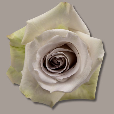 Andrea Hybrid Tea Rose