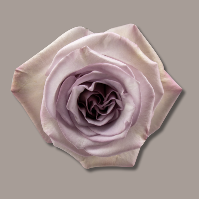 Aria Hybrid Tea Rose
