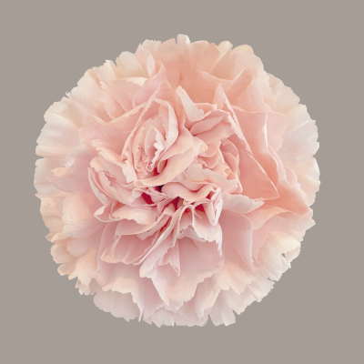 Ariadna Carnation