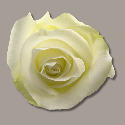 Artica Hybrid Tea Rose