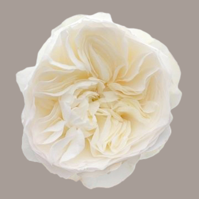 Aurora Gardens! Deluxe Garden Rose