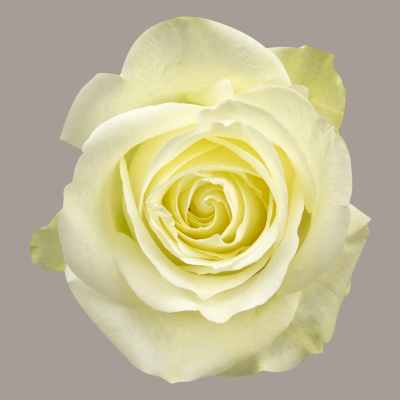 Avalanche Hybrid Tea Rose