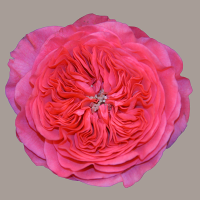 Baronesse Flower Head