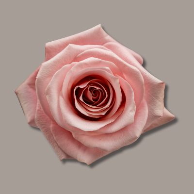 Be Sweet Hybrid Tea Rose