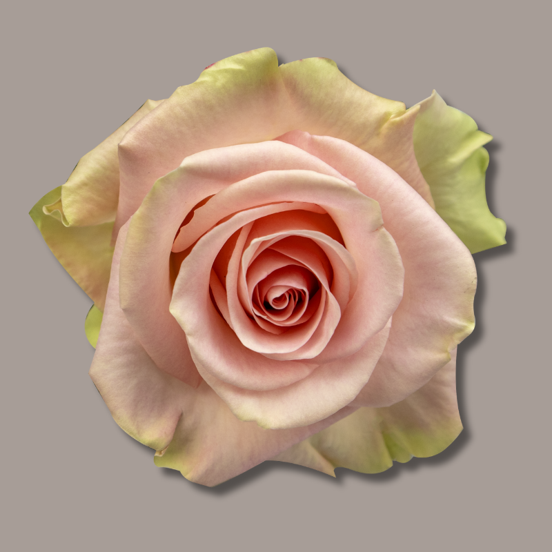 Blessing Hybrid Tea Rose