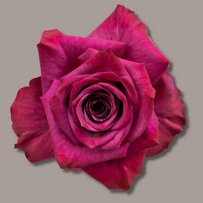 Blueberry Hybrid Tea Rose