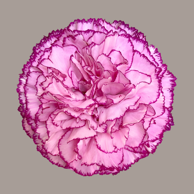 Boheme Carnation
