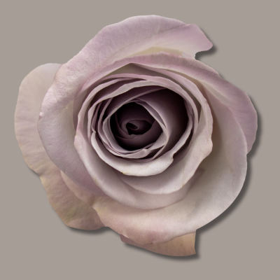 Bounty Way Hybrid Tea Rose