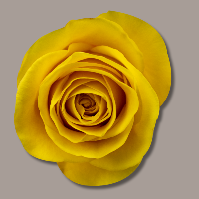 Brighton Hybrid Tea Rose