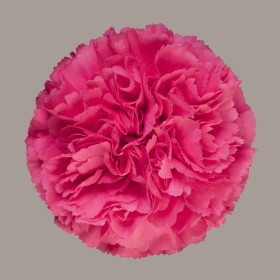 Bruna Carnation