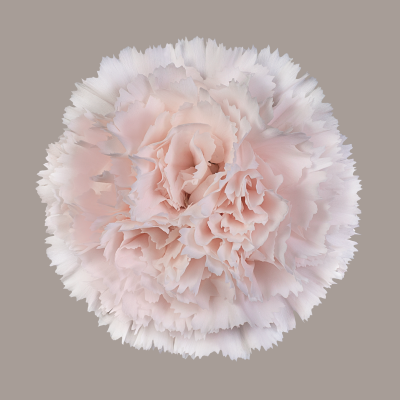 Brut Carnation