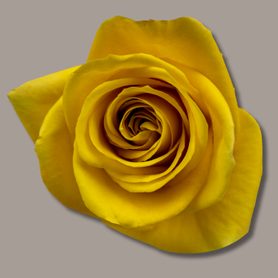 Bumblebee Hybrid Tea Rose