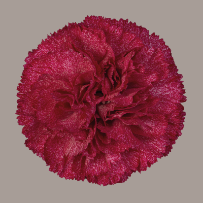 Burgundy Pixel Carnation