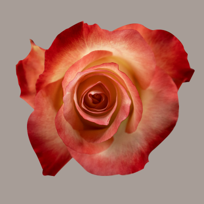 Cabaret Hybrid Tea Rose