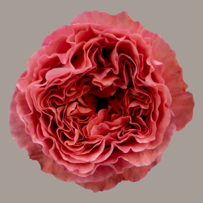 Candy X-Pression Garden Rose