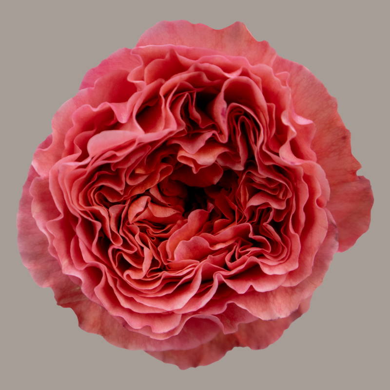 Candy X-Pression Garden Rose