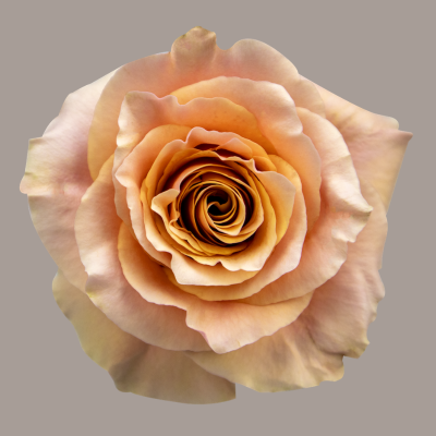 Carpe Diem Hybrid Tea Rose