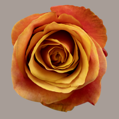 Cherry Brandy Hybrid Tea Rose