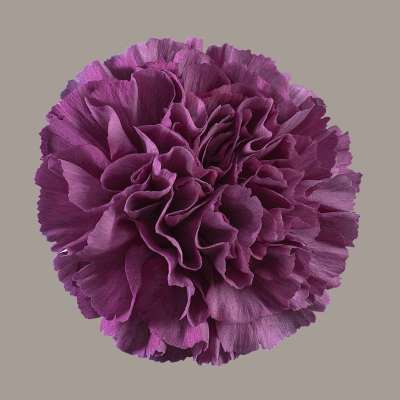 Cobalt Thrill Carnation