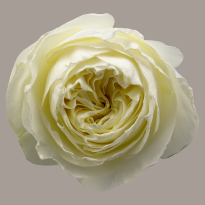 Coldplay Hybrid Tea Rose