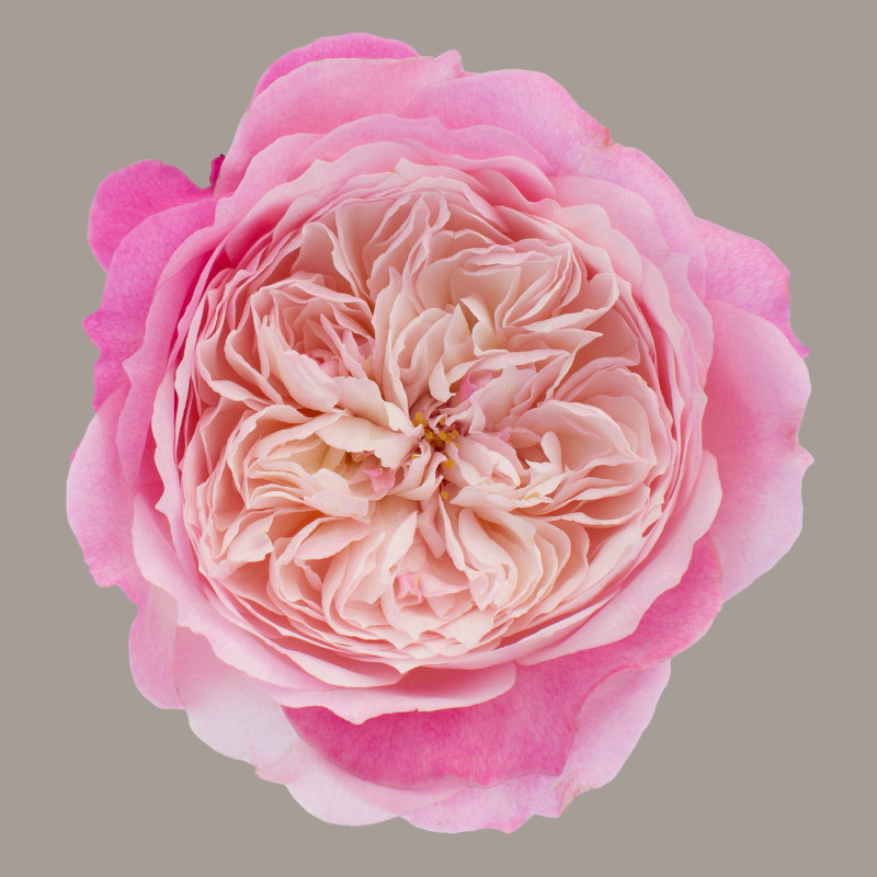 Constance David Austin Garden Rose