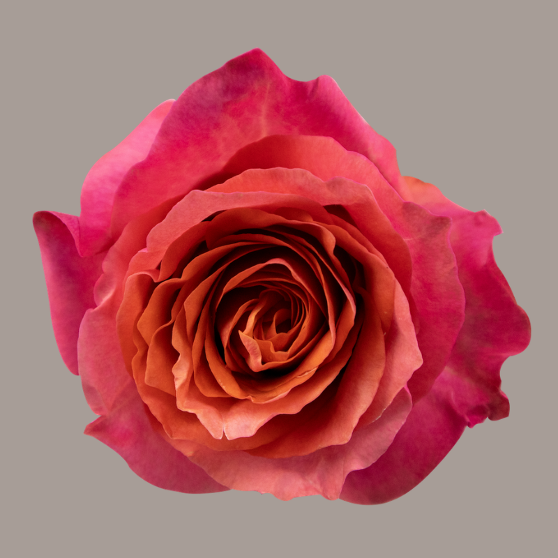 Constanza Hybrid Tea Rose