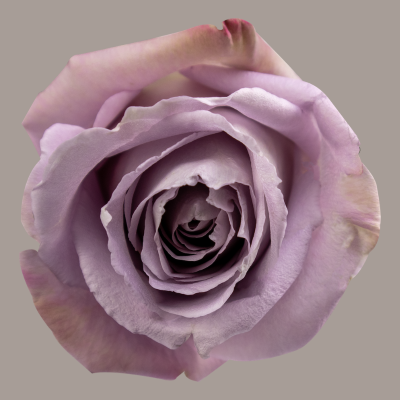 Cooldown Hybrid Tea Rose