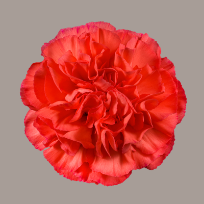 Corallo Carnation