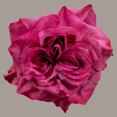 Country Blues Hybrid Tea Rose